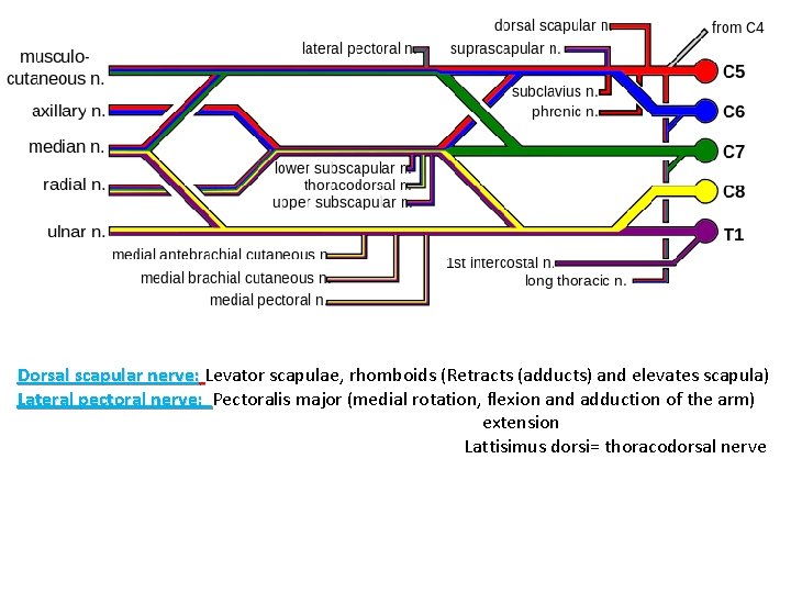Dorsal scapular nerve: Levator scapulae, rhomboids (Retracts (adducts) and elevates scapula) Lateral pectoral nerve:
