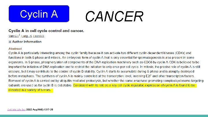 Cyclin A Cell Mol Life Sci. 2002 Aug; 59(8): 1317 -26 CANCER 