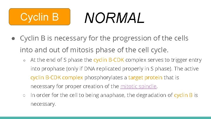 Cyclin B NORMAL ● Cyclin B is necessary for the progression of the cells