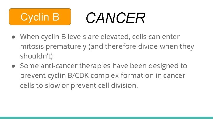 Cyclin B CANCER ● When cyclin B levels are elevated, cells can enter mitosis