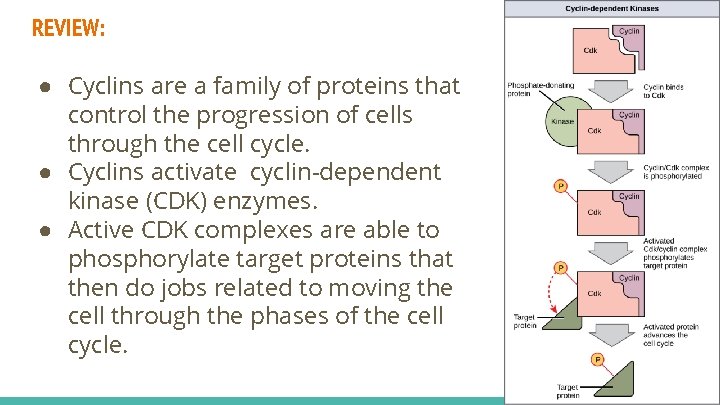 REVIEW: ● Cyclins are a family of proteins that control the progression of cells