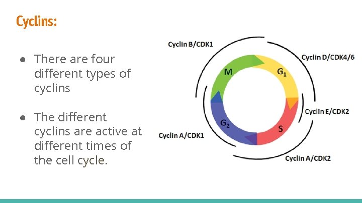 Cyclins: ● There are four different types of cyclins ● The different cyclins are