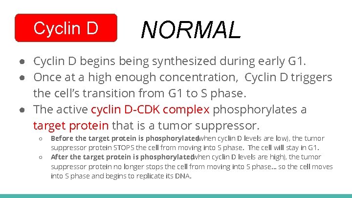 Cyclin D NORMAL ● Cyclin D begins being synthesized during early G 1. ●