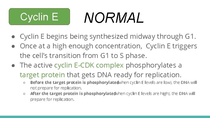 Cyclin E NORMAL ● Cyclin E begins being synthesized midway through G 1. ●