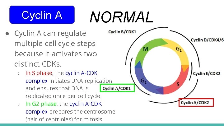 Cyclin A NORMAL ● Cyclin A can regulate multiple cell cycle steps because it