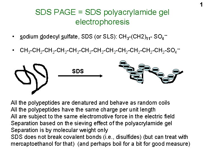 SDS PAGE = SDS polyacrylamide gel electrophoresis • sodium dodecyl sulfate, SDS (or SLS):