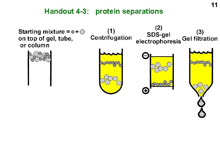 Handout 4 -3: protein separations 11 