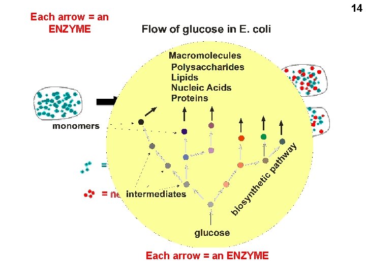 14 Each arrow = an ENZYME 