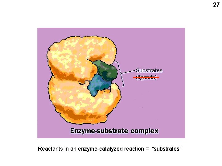 27 Reactants in an enzyme-catalyzed reaction = “substrates” 