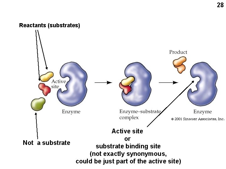 28 Reactants (substrates) Active site or Not a substrate binding site (not exactly synonymous,