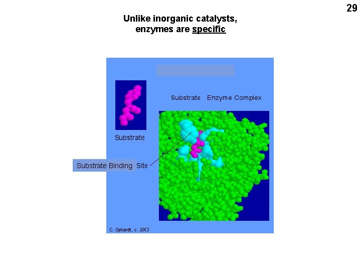 Unlike inorganic catalysts, enzymes are specific Substrate Binding 29 