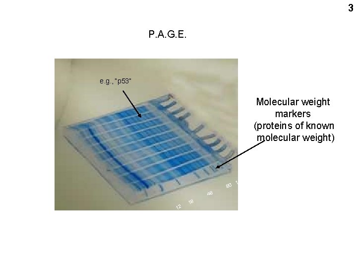 3 P. A. G. E. e. g. , “p 53” Molecular weight markers (proteins