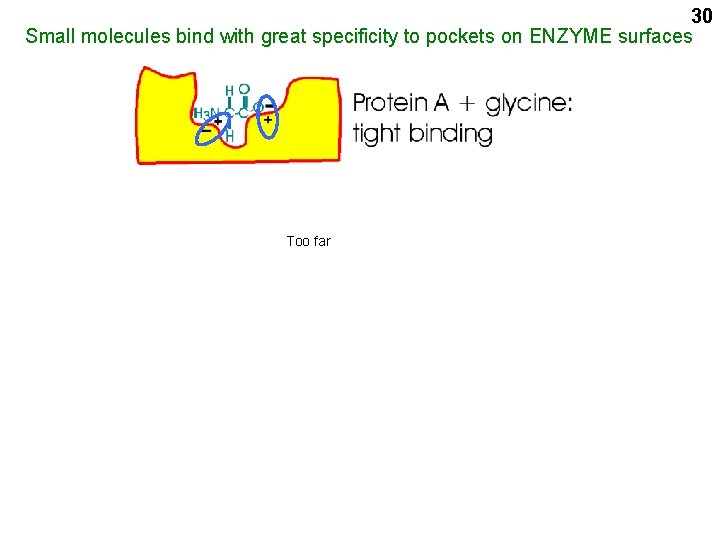 30 Small molecules bind with great specificity to pockets on ENZYME surfaces Too far