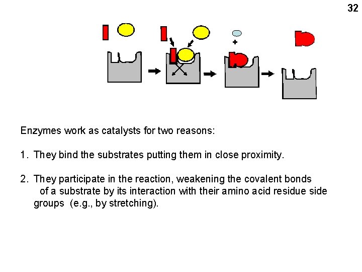 32 + Enzymes work as catalysts for two reasons: 1. They bind the substrates