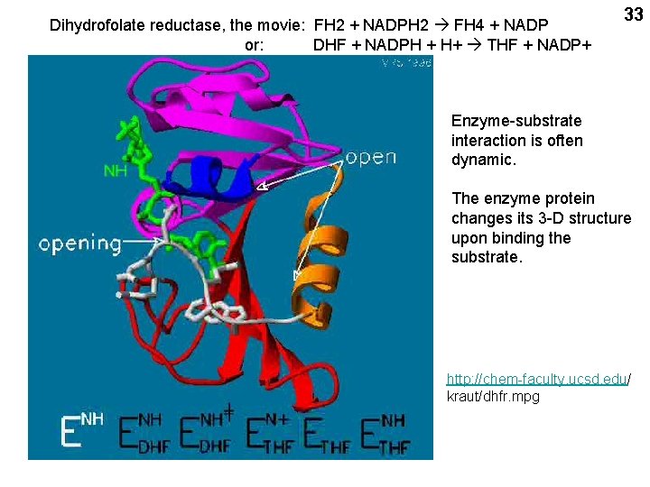 Dihydrofolate reductase, the movie: FH 2 + NADPH 2 FH 4 + NADP or: