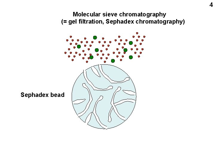 4 Molecular sieve chromatography (= gel filtration, Sephadex chromatography) Sephadex bead 