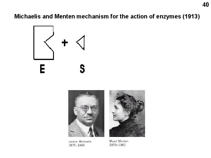 40 Michaelis and Menten mechanism for the action of enzymes (1913) 