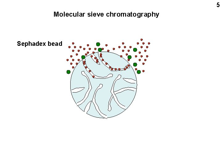 5 Molecular sieve chromatography Sephadex bead 