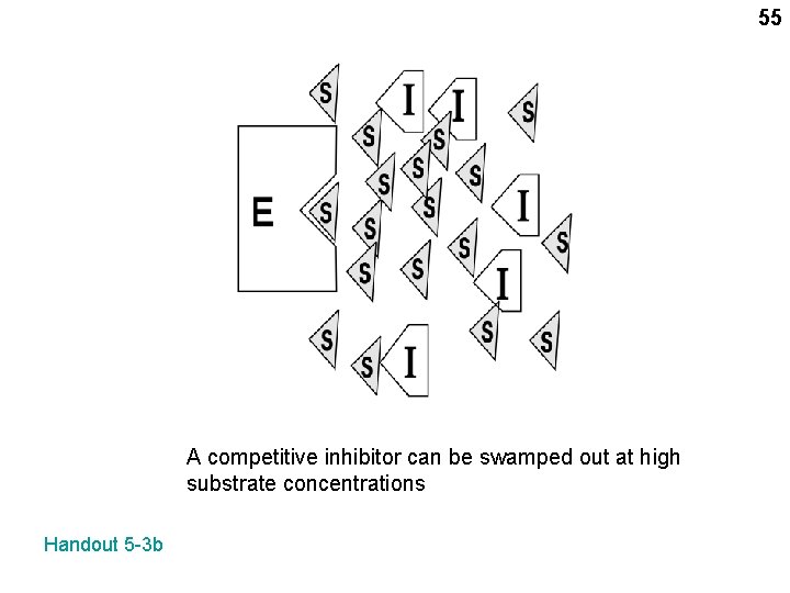 55 A competitive inhibitor can be swamped out at high substrate concentrations Handout 5