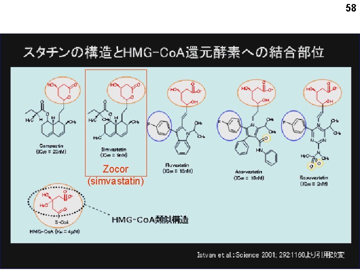 58 Zocor (simvastatin) 