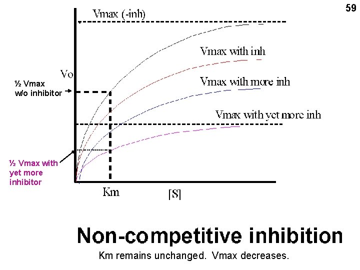 59 ½ Vmax w/o inhibitor ½ Vmax with yet more inhibitor Km remains unchanged.