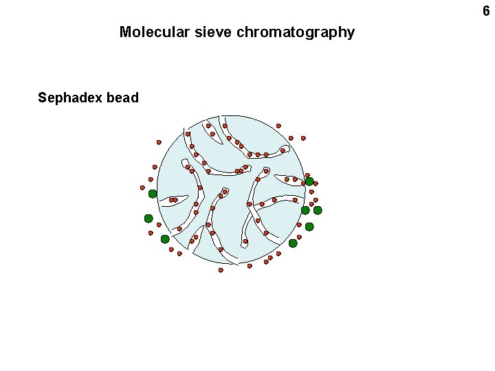 6 Molecular sieve chromatography Sephadex bead 