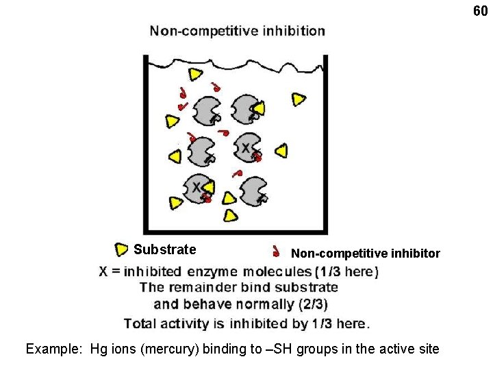 60 Substrate Non-competitive inhibitor Example: Hg ions (mercury) binding to –SH groups in the