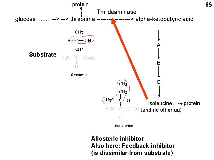 protein 65 Thr deaminase glucose. . . --> threonine ---------> alpha-ketobutyric acid A Substrate