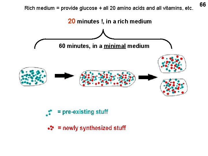 Rich medium = provide glucose + all 20 amino acids and all vitamins, etc.