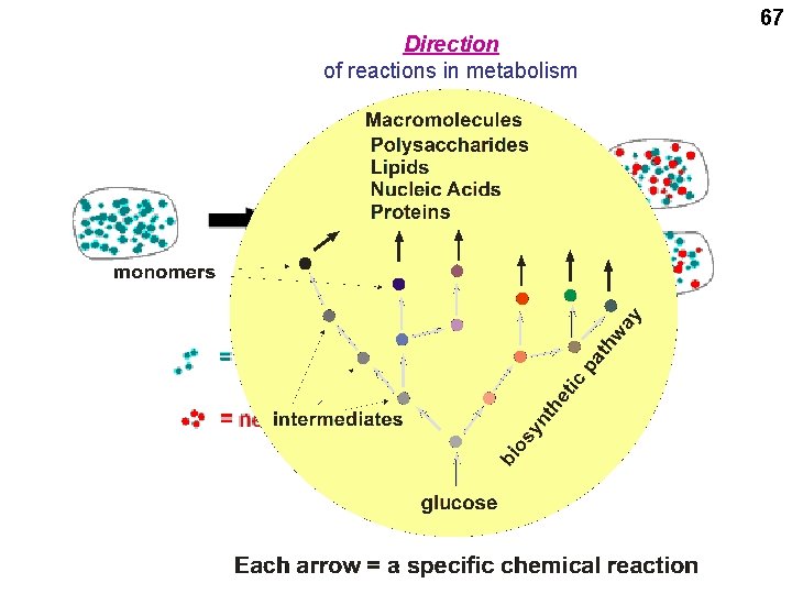 67 Direction of reactions in metabolism 