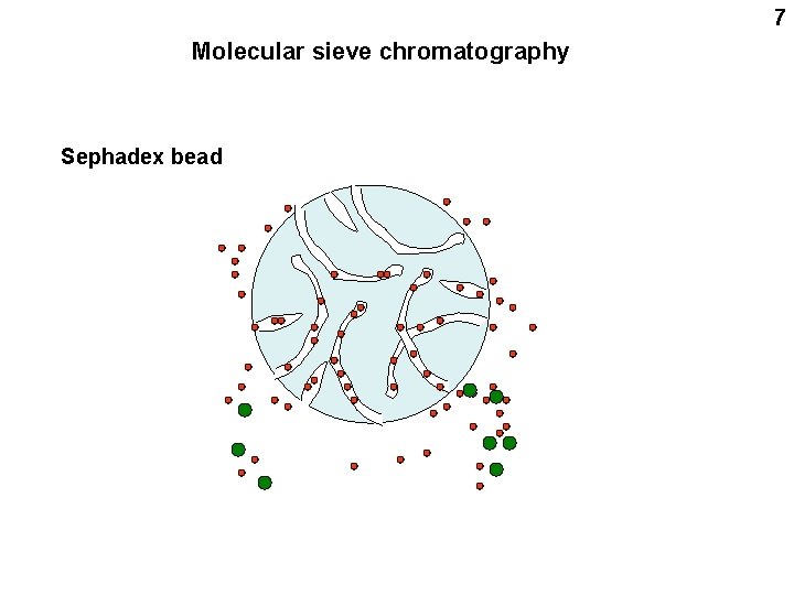 7 Molecular sieve chromatography Sephadex bead 