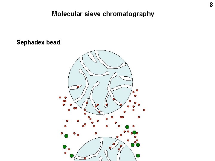 8 Molecular sieve chromatography Sephadex bead 