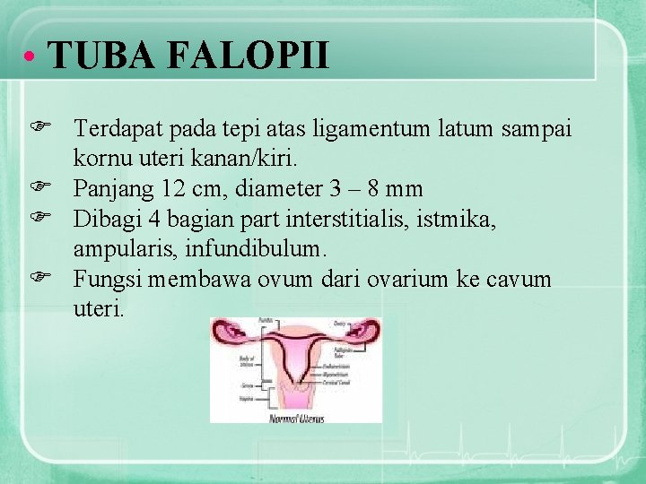  • TUBA FALOPII F Terdapat pada tepi atas ligamentum latum sampai kornu uteri
