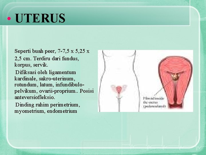  • UTERUS Seperti buah peer, 7 -7, 5 x 5, 25 x 2,