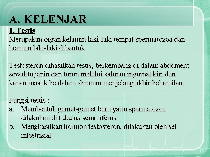 A. KELENJAR 1. Testis Merupakan organ kelamin laki-laki tempat spermatozoa dan horman laki-laki dibentuk.