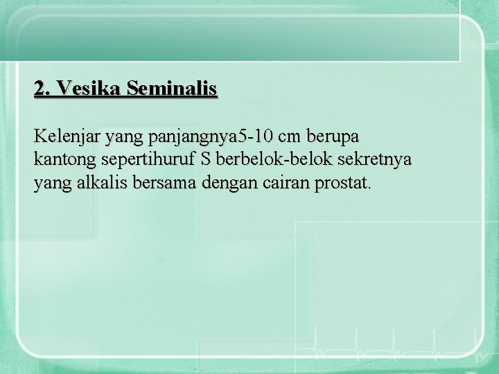 2. Vesika Seminalis Kelenjar yang panjangnya 5 -10 cm berupa kantong sepertihuruf S berbelok-belok