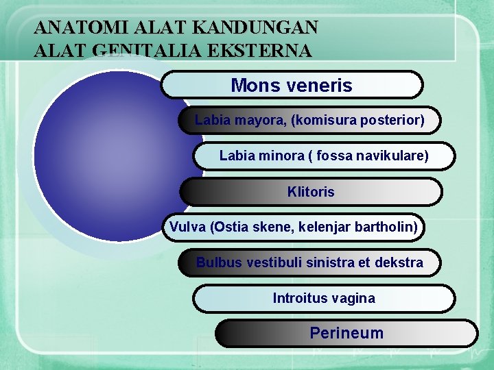 ANATOMI ALAT KANDUNGAN ALAT GENITALIA EKSTERNA Mons veneris Labia mayora, (komisura posterior) Labia minora