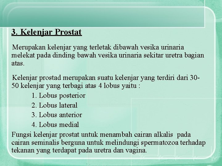 3. Kelenjar Prostat Merupakan kelenjar yang terletak dibawah vesika urinaria melekat pada dinding bawah