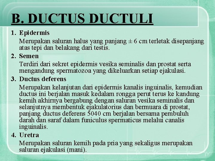 B. DUCTUS DUCTULI 1. Epidermis Merupakan saluran halus yang panjang ± 6 cm terletak
