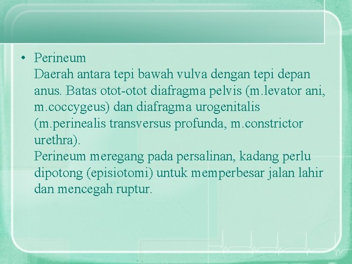 • Perineum Daerah antara tepi bawah vulva dengan tepi depan anus. Batas otot-otot