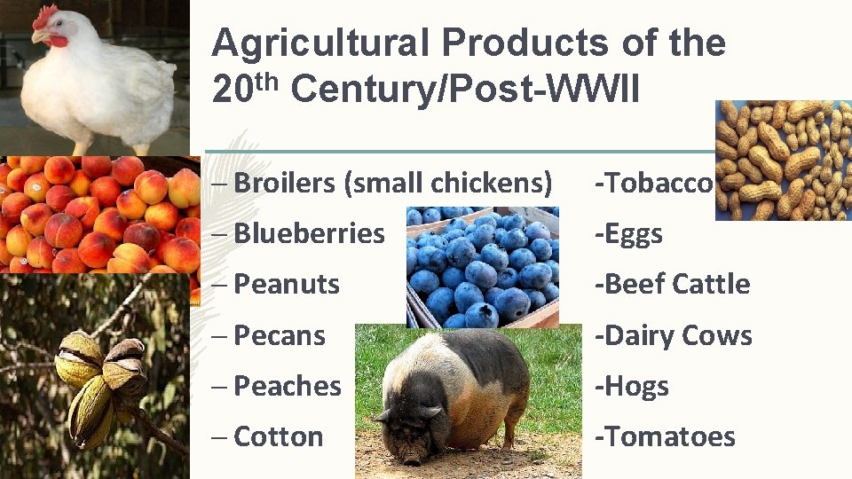 Agricultural Products of the 20 th Century/Post-WWII – Broilers (small chickens) -Tobacco – Blueberries
