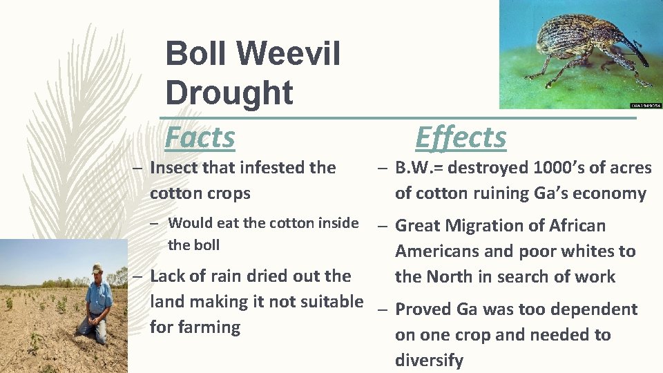 Boll Weevil Drought Facts – Insect that infested the cotton crops – Would eat