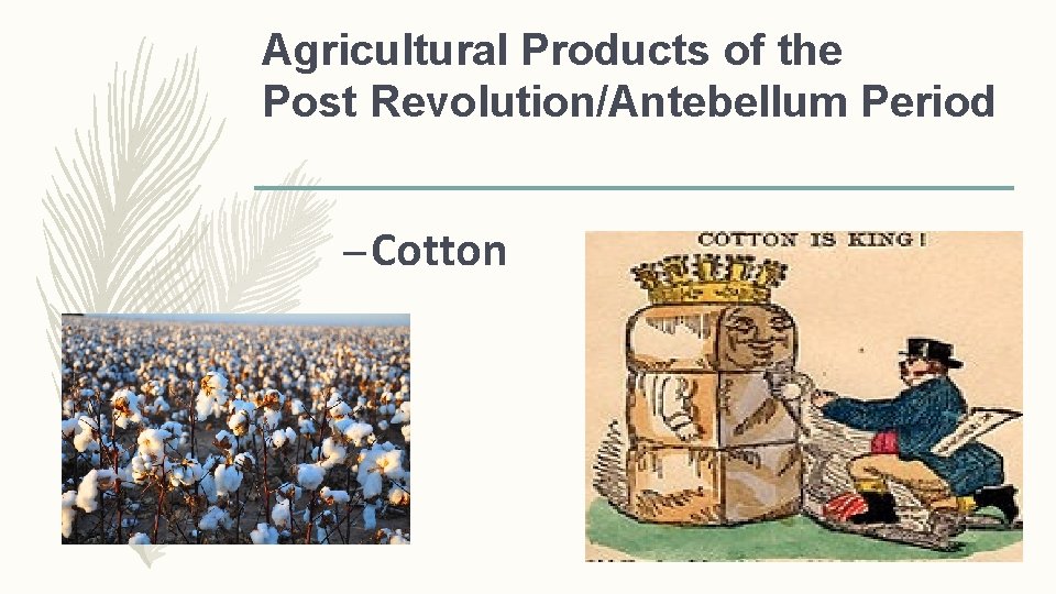 Agricultural Products of the Post Revolution/Antebellum Period – Cotton 