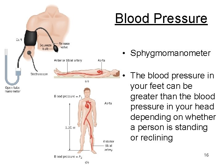 Blood Pressure • Sphygmomanometer • The blood pressure in your feet can be greater