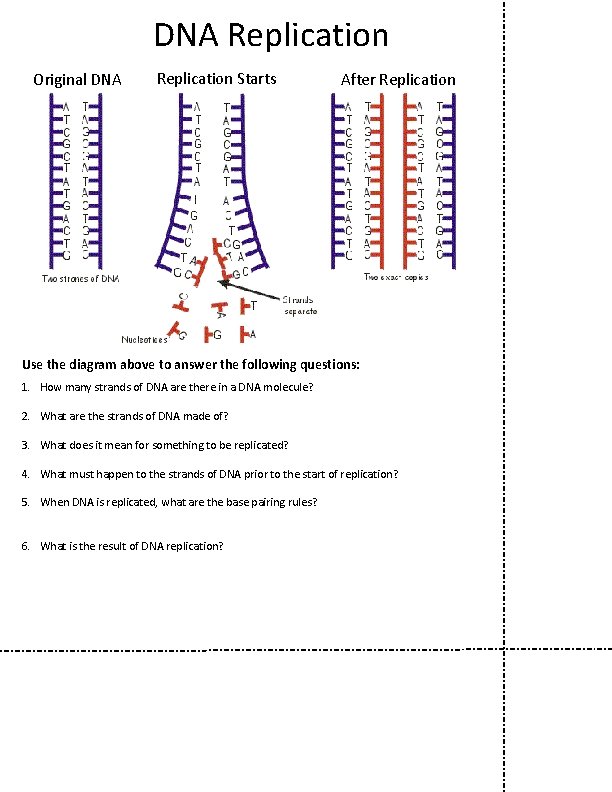 DNA Replication Original DNA Replication Starts After Replication Use the diagram above to answer