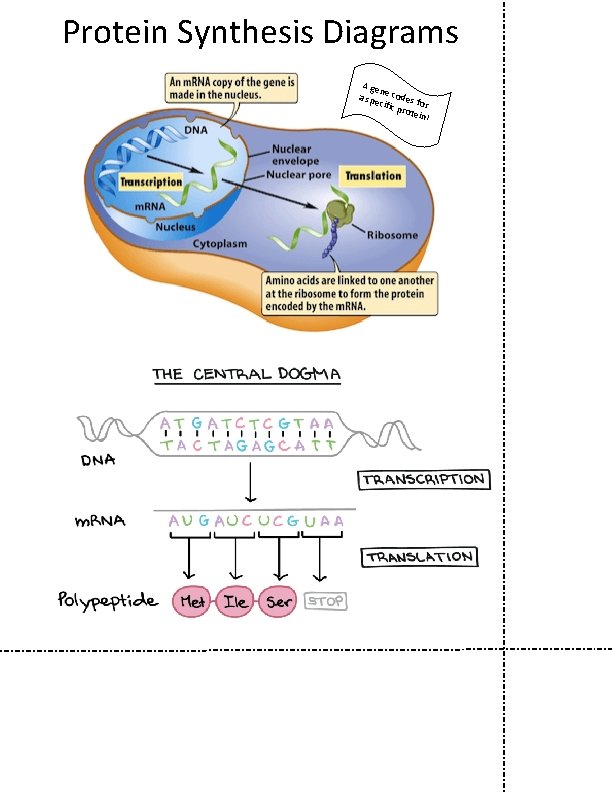 Protein Synthesis Diagrams A ge n a spe e codes fo cific prot r