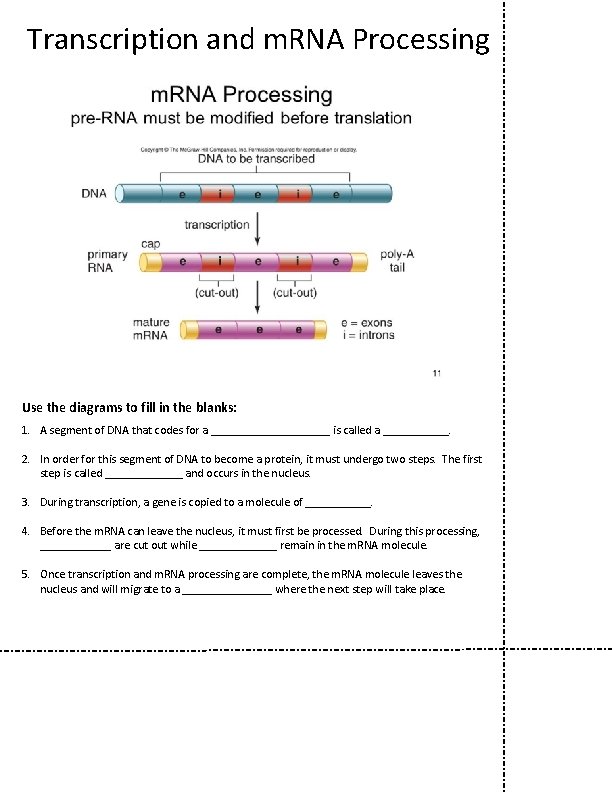Transcription and m. RNA Processing Use the diagrams to fill in the blanks: 1.