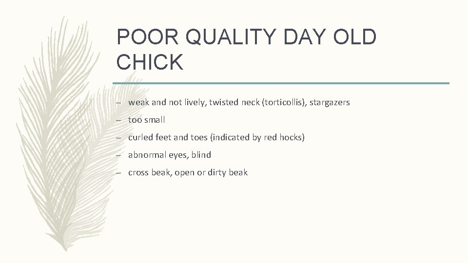 POOR QUALITY DAY OLD CHICK – weak and not lively, twisted neck (torticollis), stargazers