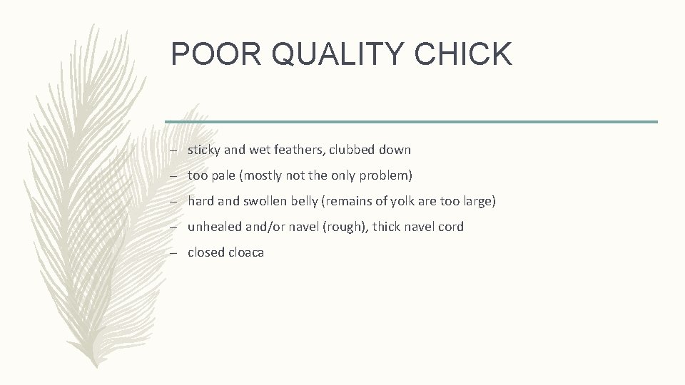POOR QUALITY CHICK – sticky and wet feathers, clubbed down – too pale (mostly