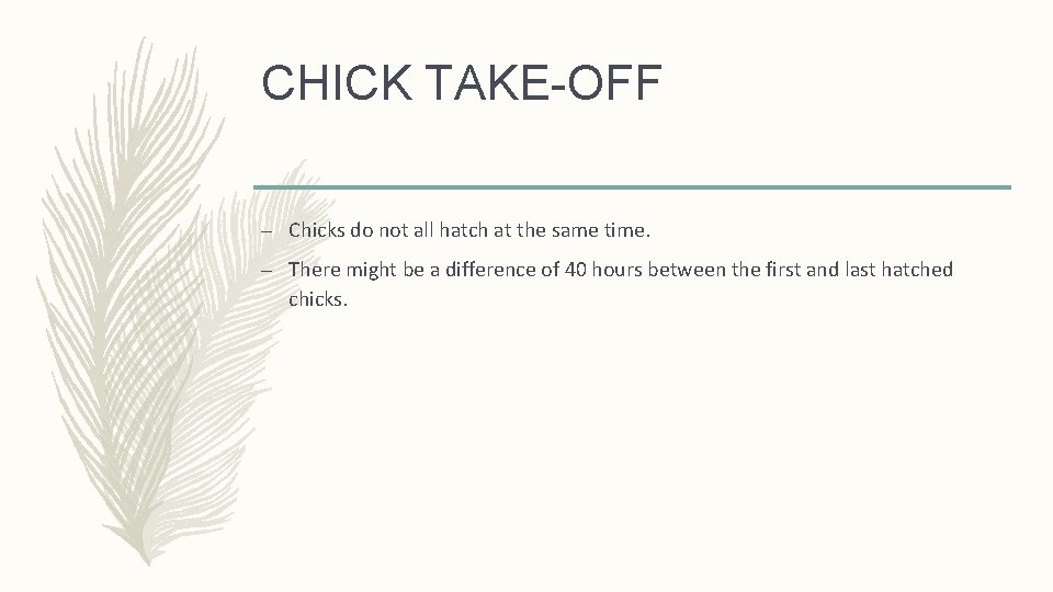 CHICK TAKE-OFF – Chicks do not all hatch at the same time. – There
